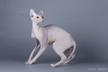 ���� Gvidon del Iris