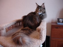 URSA KHRUSTAL ORCHID