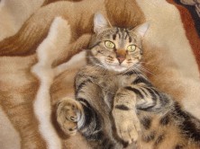 ���� (�����)