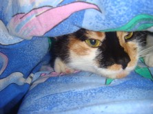 ���������