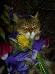 ��������� ���������� ���������