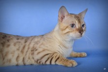 Gr. Ch Fantic Bengalic