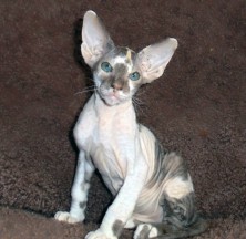 ������� ������� ���� ������