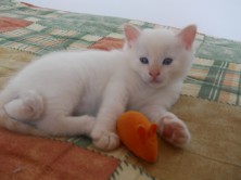 ����(���� � ����� ���� ����� � �������)