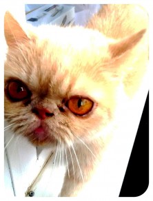 Jenevieva Jankee - Zephyr - Moris