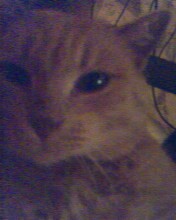 ����� (�����)