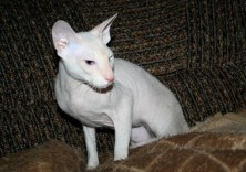 ������� ��������