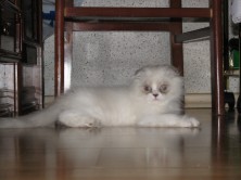 Quentin Silver Light