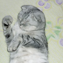 ����� ����� ������� ���