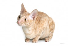 Xanita'$ of Yasniye Ochi