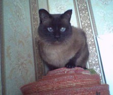 ����� (���)