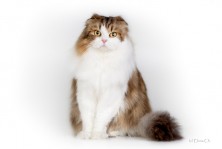 Versal ��������