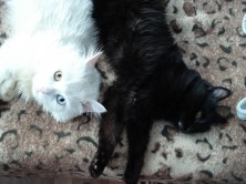 ������, ������, ����, �����