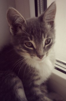 ������(����)