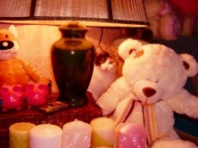 �������