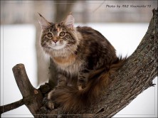 Gabriel Wood SlavStory*UA