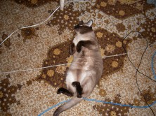 ��������� �������