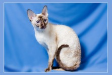 ����� ����� ���