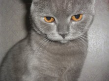 ������ *���*