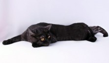 ����-��������� ��������