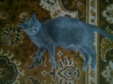 ������(������ ��������� �������)