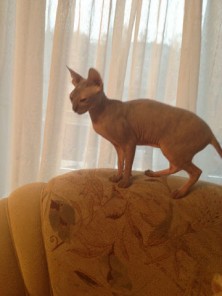 ��������