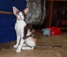 ������� ���� ����