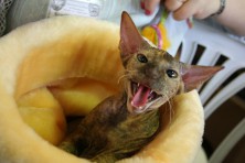 ������ ������