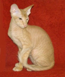 ��������� ���� ����