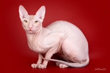 ������� ����� �����