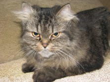 ����� �������