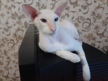 ����� ���� ��������� (����)