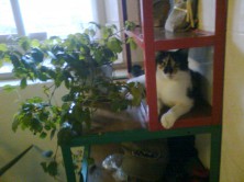 ���������