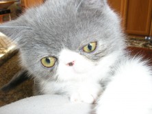 ������ (������)