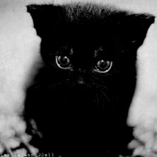 ������ mad-cat