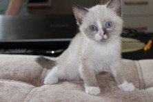 ������ ����� ĸ����