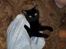 ������� ������ ��������