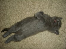 �����  �.