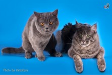 ���� ����� ���������