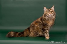 ����� ����� ���������