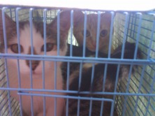 ���� * ��������