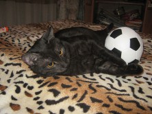 ����� �������