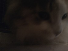 Maria Maria-An Gavrilova