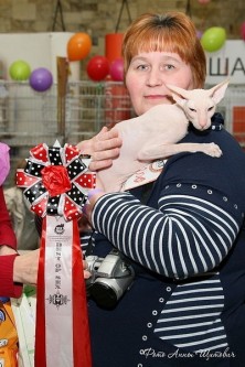 ������� ��������� lissobona �������