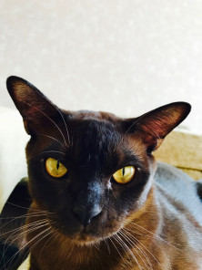 ������ ����� �������