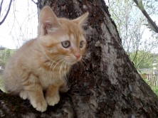 ��������� ���� ������