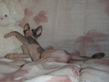 ����� sorbonna_ole ����������