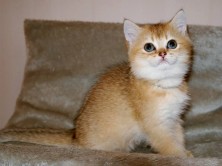 ��������� katzen ��������