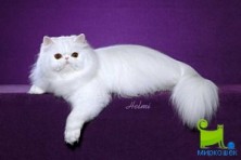 �������� fasfasfas123321 ������