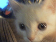 ���������  ������